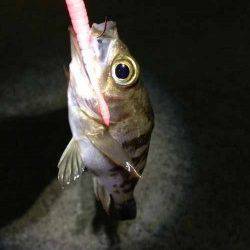 福良湾 カラーローテションでのメバリングはピンクカラーにヒット