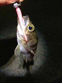 福良湾 カラーローテションでのメバリングはピンクカラーにヒット