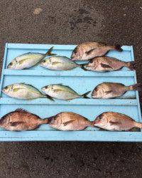 マリーナシティ海洋釣り堀　シマアジ&マダイ大漁