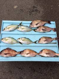 マリーナシティ海洋釣り堀　シマアジ&…