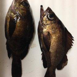 神戸空港　メバリング釣行は単発的に二匹のアタリ