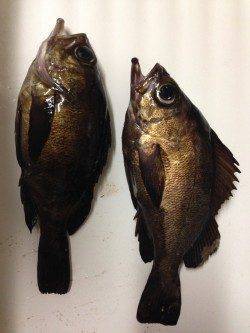 神戸空港　メバリング釣行は単発的に二匹のアタリ