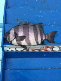 マリーナシティ海洋釣り堀で狙いのイシダイ釣…