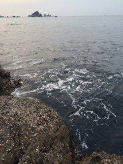 すさみの磯でエギング　底からのさそいでGET♪