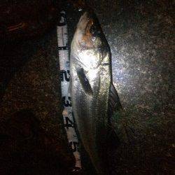 ベイトが大量に！狙い通りにシーバスがHIT！！