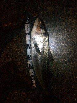 ベイトが大量に！狙い通りにシーバスがHIT！！