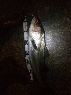 ベイトが大量に！狙い通りにシーバスがHIT…