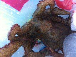 雑賀崎　エギングでコウイカの釣果　タコの姿も