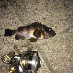 兵庫運河で20cmUPのメバル、12時からバタバタっときました