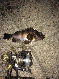 兵庫運河で20cmUPのメバル、12時からバタバタっときました