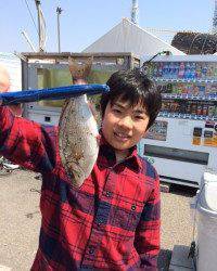 マリーナシティ釣り公園でイワシ50尾&ウミタナゴタナゴ16cm