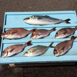 マリーナシティの釣り堀でマダイ・メジロ・シマアジ