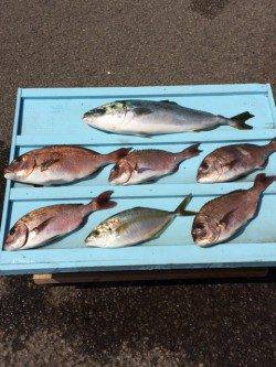 マリーナシティの釣り堀でマダイ・メジロ・シマアジ