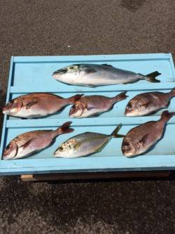 マリーナシティの釣り堀でマダイ・メジロ・シ…