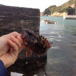 大引、小引、戸津井、衣奈の各漁港へワームでガシラ狙い