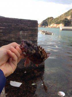 大引、小引、戸津井、衣奈の各漁港へワームでガシラ狙い