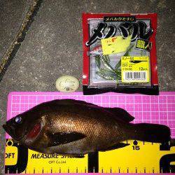 新浜漁港でメバル、フォール中に 食ってくれました