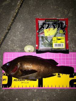 新浜漁港でメバル、フォール中に 食ってくれ…