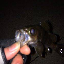 突堤周辺のメバリング、一投目からちぃこいメバル