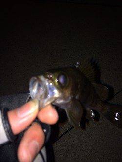 突堤周辺のメバリング、一投目からちぃこいメバル