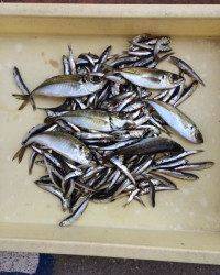 マリーナシティ海釣り公園サビキのイワシ100尾以上達成！