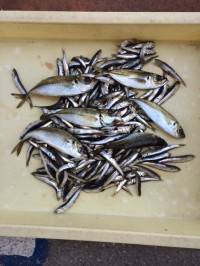 マリーナシティ海釣り公園サビキのイワシ100尾以上達成！