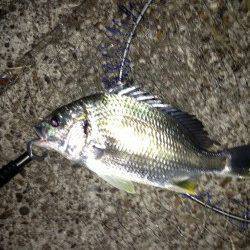 シャローエリアのゴロタでアタリ頻発〜南港周辺チニング