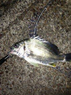 シャローエリアのゴロタでアタリ頻発〜南港周辺チニング