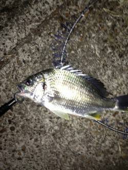 シャローエリアのゴロタでアタリ頻発〜南港周…