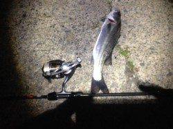 田結漁港でアジング〜アジ・メバル・セイゴ