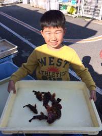 マリーナ釣り公園、胴突でガシラ〜27cm『…