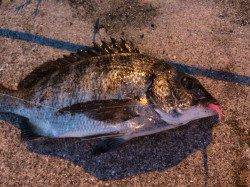 芦屋浜西面石畳、ライトゲームでタケノコメバルとチヌ