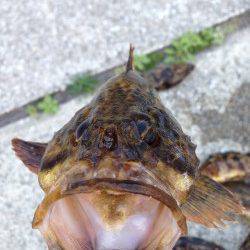 すっかり春の芦屋浜〜脈釣りでタケノコメバル