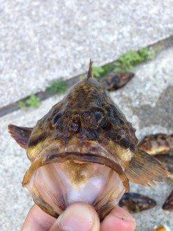 すっかり春の芦屋浜〜脈釣りでタケノコメバル