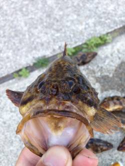 すっかり春の芦屋浜〜脈釣りでタケノコメバル…