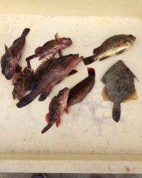 胴突でカワハギ・ガシラ・メバル・アコウ・ベラ〜マリーナ釣り公園