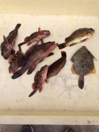 胴突でカワハギ・ガシラ・メバル・アコウ・ベ…