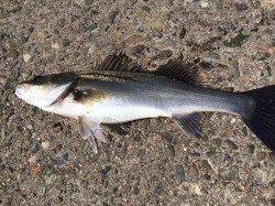 大阪南港のエビ撒きはね釣り