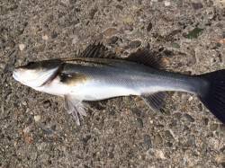 大阪南港のエビ撒きはね釣り