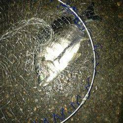 大阪南港でのチニング