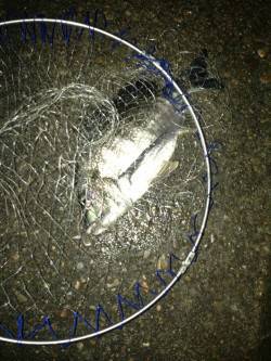 大阪南港でのチニング