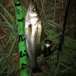 冬眠から目覚め久々にシーバス狙い〜最近釣れ出している円山川へ