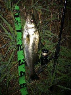 冬眠から目覚め久々にシーバス狙い〜最近釣れ出している円山川へ