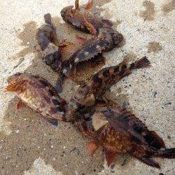 小引漁港　ライトゲームでガシラが好調！