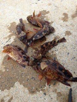 小引漁港　ライトゲームでガシラが好調！