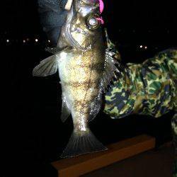 神戸空港　メバリング釣行は単発的に二匹のアタリ