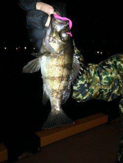 神戸空港　メバリング釣行は単発的に二匹のアタリ