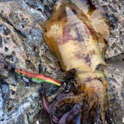 すさみの磯でエギング　底からのさそいでGET♪