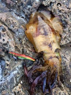 すさみの磯でエギング　底からのさそいでGE…