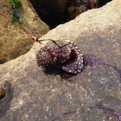 林崎漁港で投げ釣り　朝からカレイ狙いでしたが…